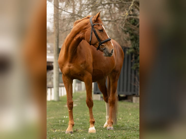Belgijski koń gorącokrwisty Klacz 11 lat 168 cm Kasztanowata in Waiblingen