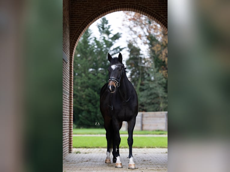 Belgijski koń gorącokrwisty Klacz 11 lat 171 cm Ciemnogniada in Hulshout