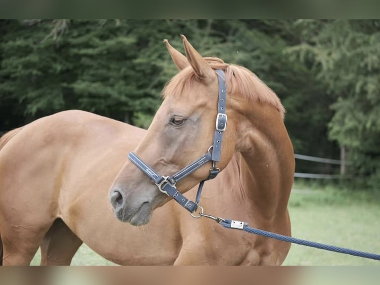 Belgijski koń gorącokrwisty Klacz 11 lat 173 cm Kasztanowata in Cleppé