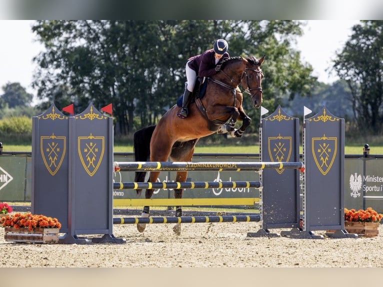 Belgijski koń gorącokrwisty Klacz 11 lat 175 cm Gniada in Buk