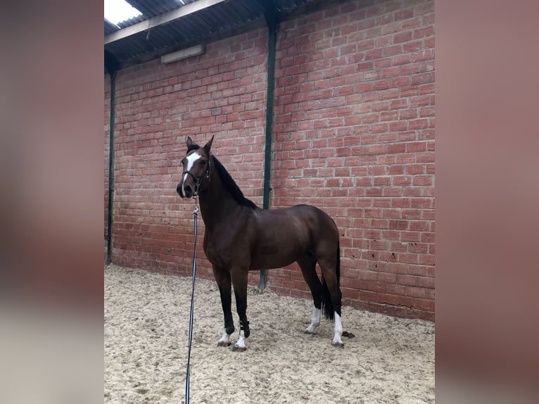 Belgijski koń gorącokrwisty Klacz 11 lat 175 cm Gniada in Liège