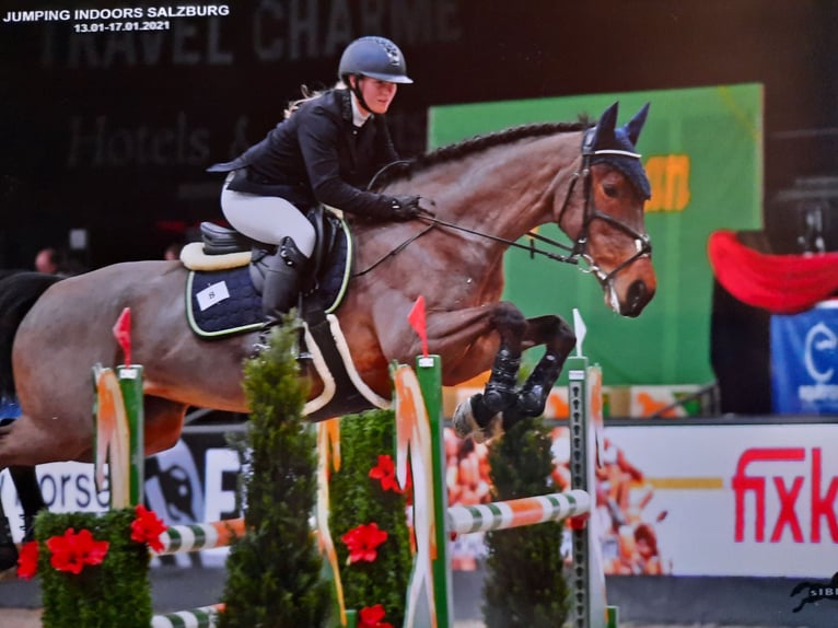 Belgijski koń gorącokrwisty Klacz 12 lat 161 cm Ciemnogniada in Mattighofen