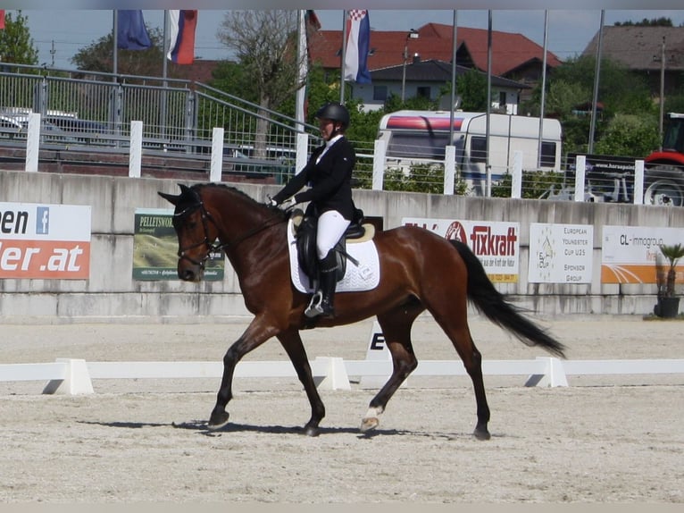 Belgijski koń gorącokrwisty Klacz 12 lat 161 cm Ciemnogniada in Mattighofen