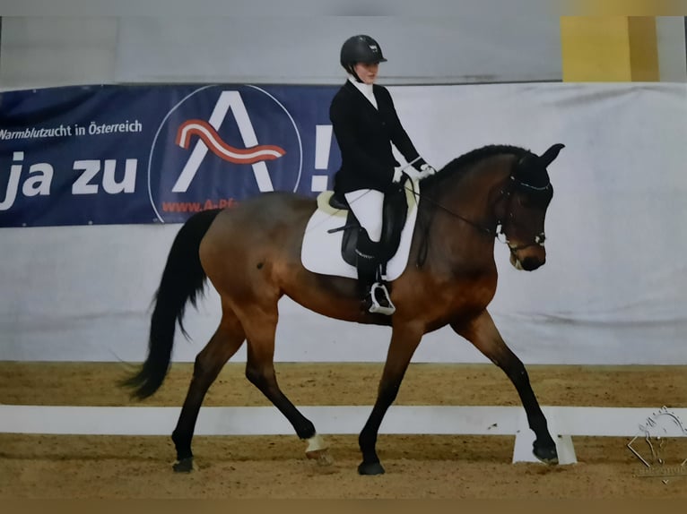 Belgijski koń gorącokrwisty Klacz 12 lat 161 cm Ciemnogniada in Mattighofen