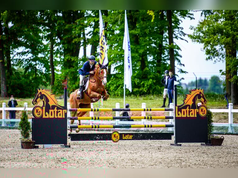 Belgijski koń gorącokrwisty Klacz 12 lat 164 cm Kasztanowata in Serock