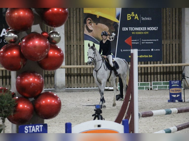 Belgijski koń gorącokrwisty Klacz 12 lat 164 cm Siwa in Hannut