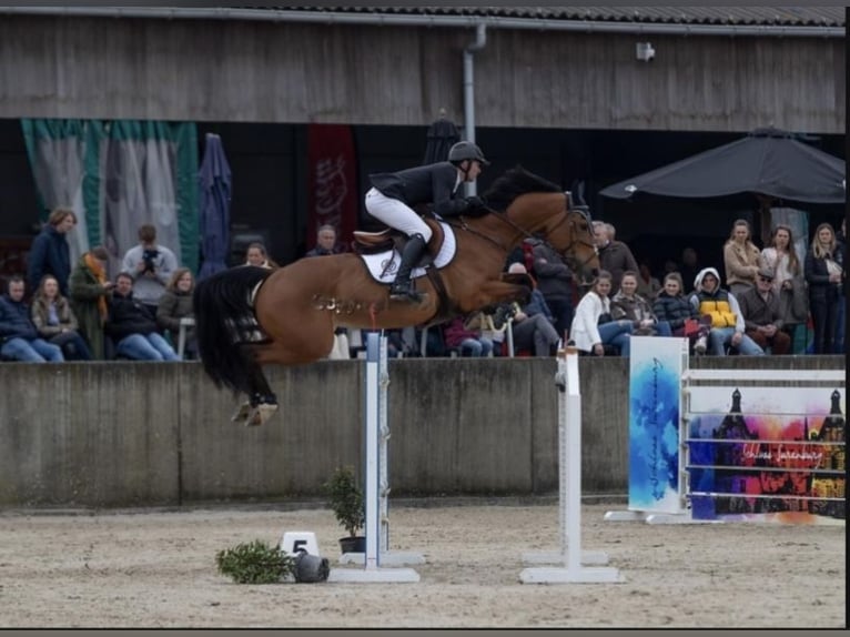 Belgijski koń gorącokrwisty Klacz 12 lat 165 cm Gniada in Helsinki