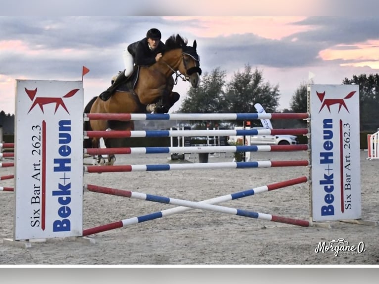 Belgijski koń gorącokrwisty Klacz 12 lat 165 cm Gniada in Helsinki