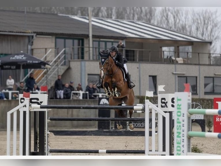 Belgijski koń gorącokrwisty Klacz 12 lat 165 cm Gniada in Helsinki