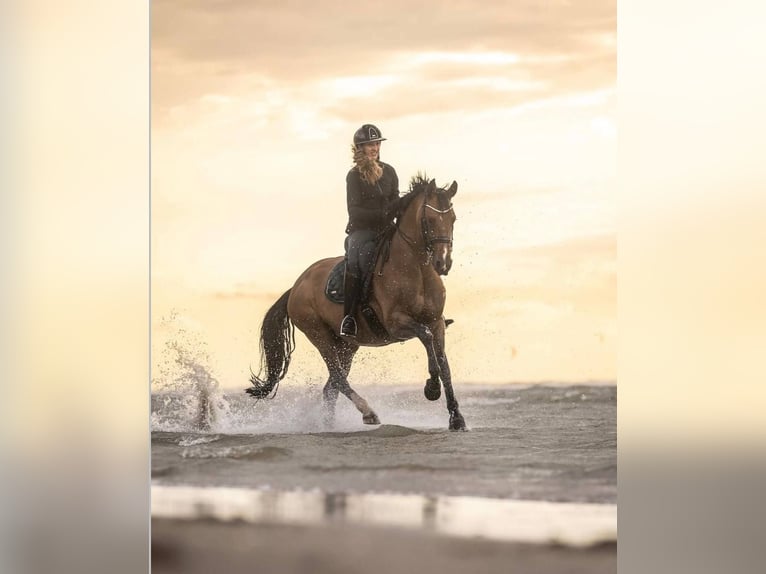 Belgijski koń gorącokrwisty Klacz 12 lat 166 cm Gniada in Moerbeke-Waas