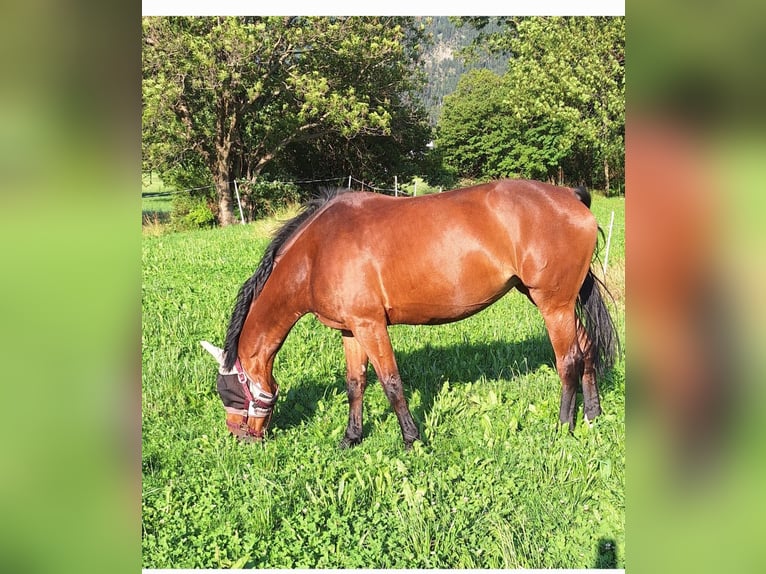 Belgijski koń gorącokrwisty Klacz 12 lat 170 cm Gniada in Ried-Brig