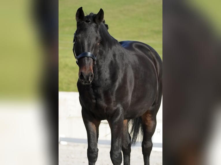 Belgijski koń gorącokrwisty Klacz 12 lat 170 cm Skarogniada in Nettersheim