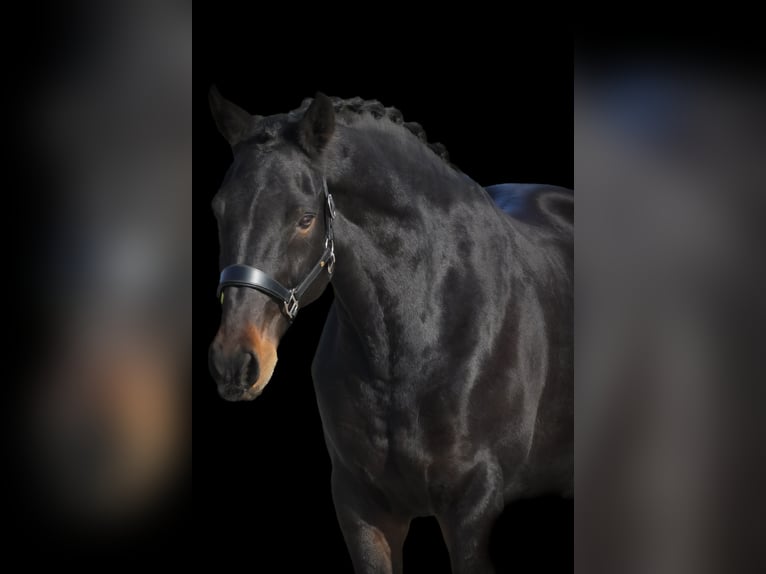 Belgijski koń gorącokrwisty Klacz 12 lat 170 cm Skarogniada in Nettersheim