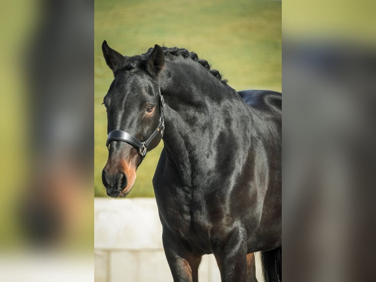 Belgijski koń gorącokrwisty Klacz 12 lat 170 cm Skarogniada in Nettersheim