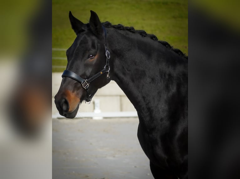 Belgijski koń gorącokrwisty Klacz 12 lat 170 cm Skarogniada in Nettersheim