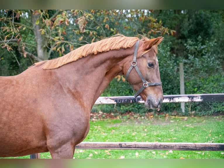 Belgijski koń gorącokrwisty Klacz 12 lat 173 cm Kasztanowata in Kaulille