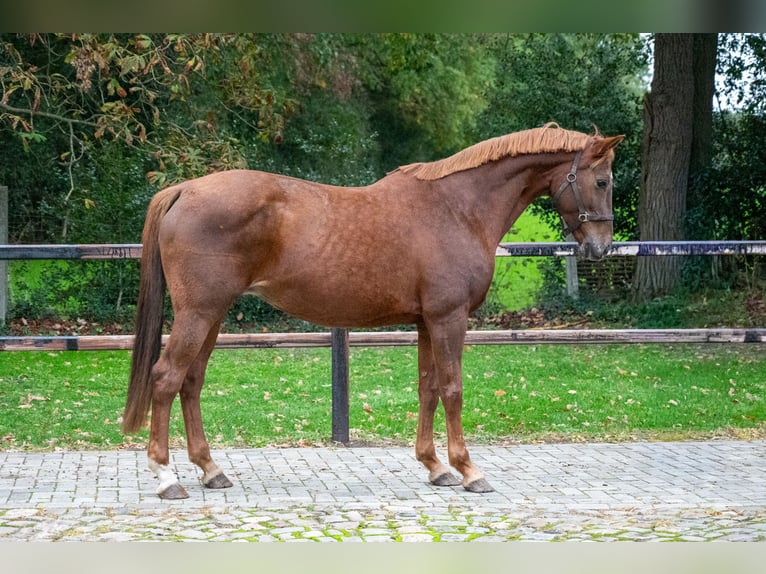 Belgijski koń gorącokrwisty Klacz 12 lat 173 cm Kasztanowata in Kaulille