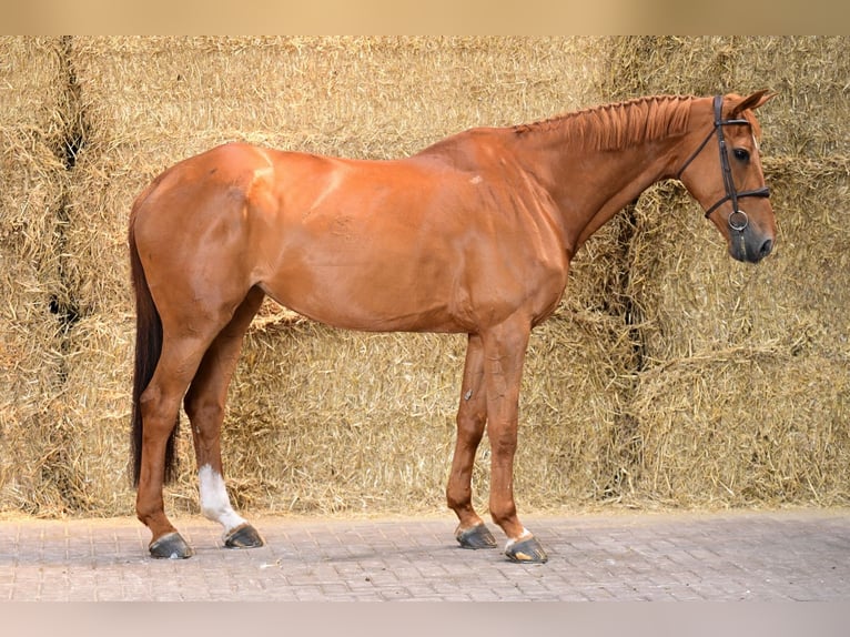 Belgijski koń gorącokrwisty Klacz 12 lat 174 cm Ciemnokasztanowata in Bladel