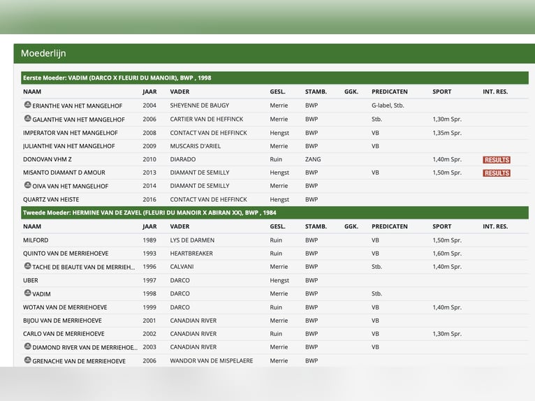 Belgijski koń gorącokrwisty Klacz 12 lat Gniada in Herne