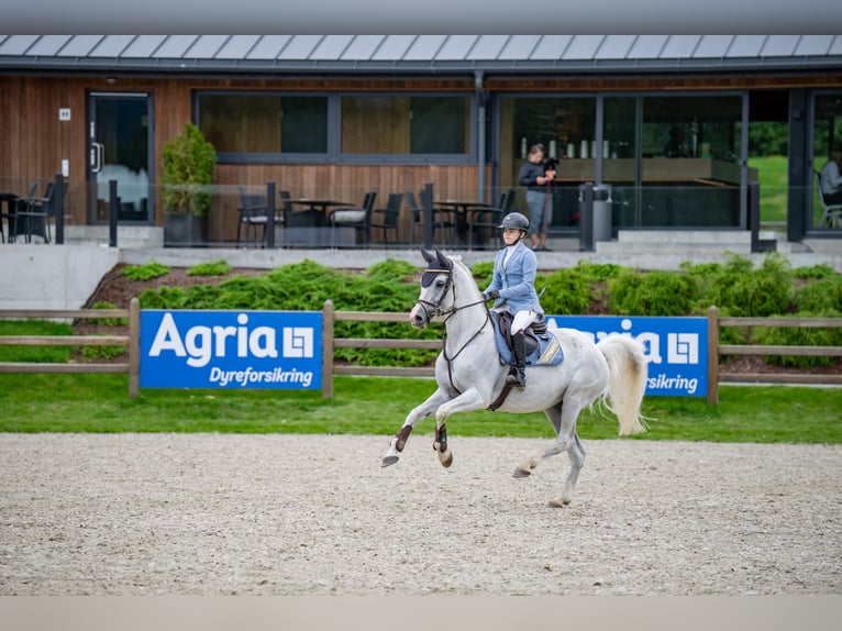 Belgijski koń gorącokrwisty Klacz 13 lat 163 cm Biała in Sandefjord