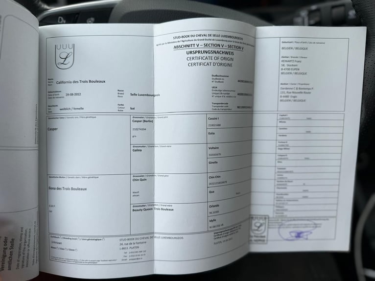 Belgijski koń gorącokrwisty Klacz 13 lat 165 cm Ciemnogniada in Sprimont