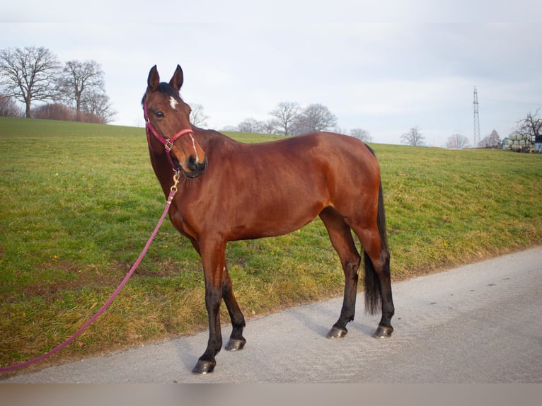 Belgijski koń gorącokrwisty Klacz 13 lat 168 cm Gniada in Alterswil FR