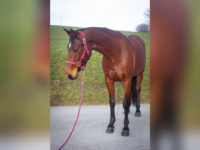 Belgijski koń gorącokrwisty Klacz 13 lat 168 cm Gniada in Alterswil FR