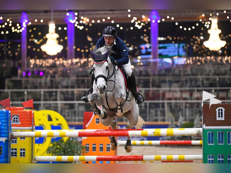 Belgijski koń gorącokrwisty Klacz 13 lat 168 cm Siwa in GROTE-BROGEL