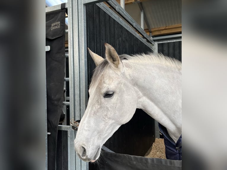 Belgijski koń gorącokrwisty Klacz 13 lat 168 cm Siwa in GROTE-BROGEL