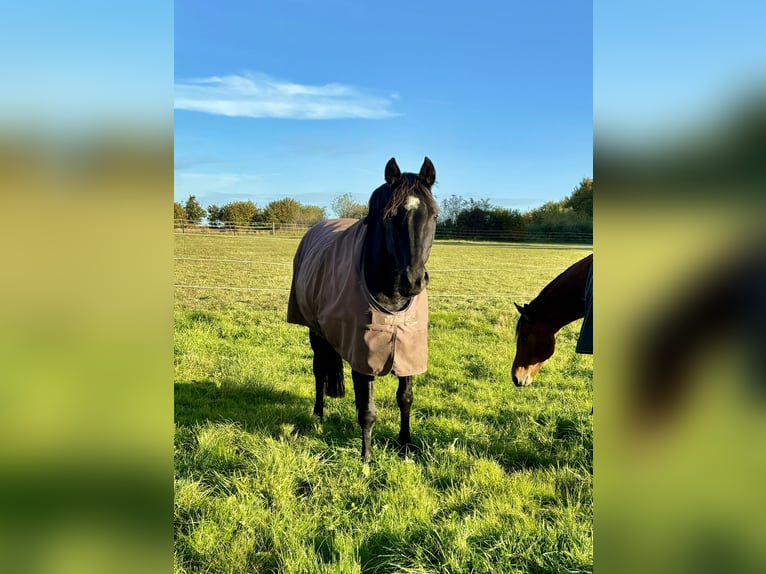 Belgijski koń gorącokrwisty Klacz 14 lat 155 cm in Oldenbüttel