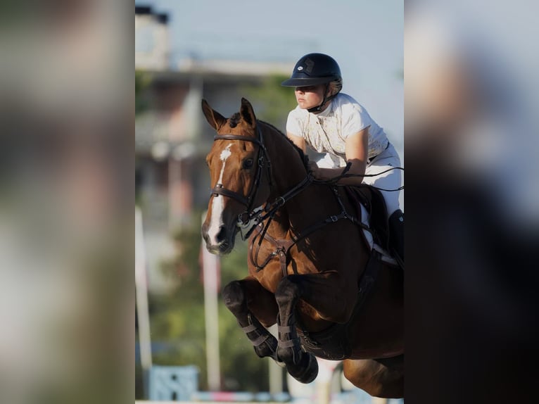 Belgijski koń gorącokrwisty Klacz 14 lat 164 cm Gniada in Mijas