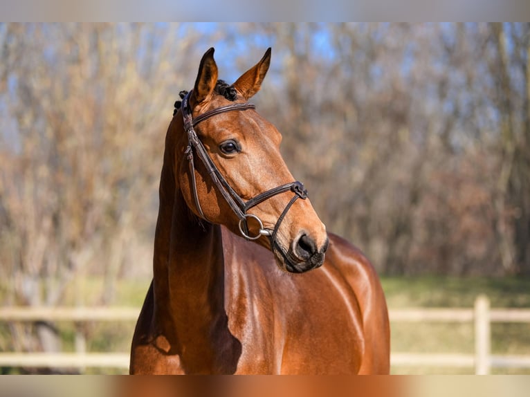 Belgijski koń gorącokrwisty Klacz 14 lat 172 cm Kasztanowata in Riedstadt