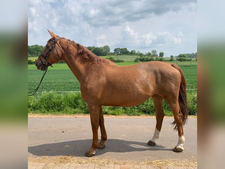 Belgijski koń gorącokrwisty Klacz 14 lat 172 cm Kasztanowata in Riedstadt