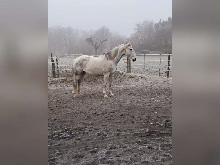 Belgijski koń gorącokrwisty Klacz 14 lat 173 cm Siwa in Bois de Halleux 861  Charneux