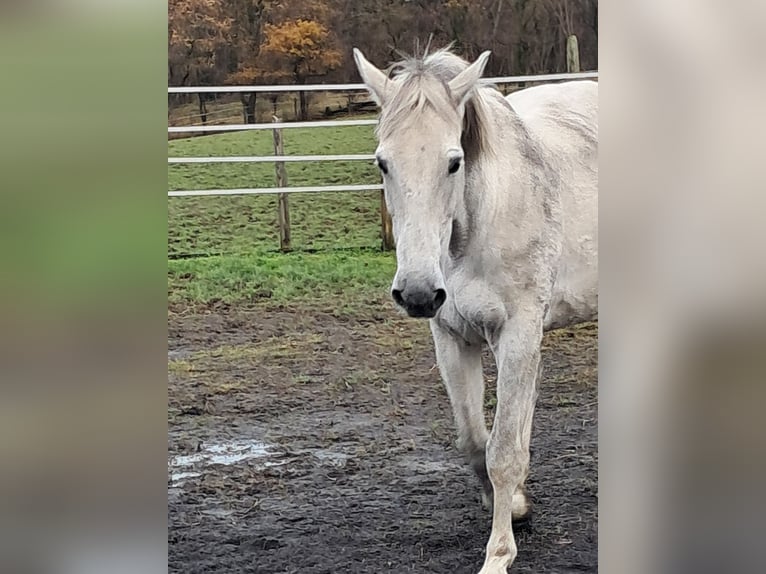 Belgijski koń gorącokrwisty Klacz 14 lat 173 cm Siwa in Bois de Halleux 861  Charneux