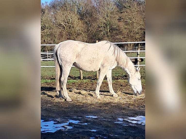 Belgijski koń gorącokrwisty Klacz 14 lat 173 cm Siwa in Bois de Halleux 861  Charneux