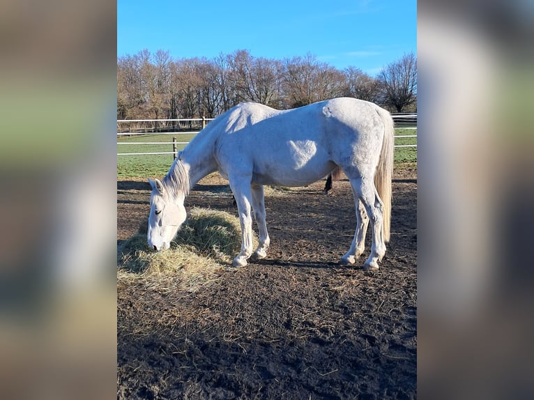 Belgijski koń gorącokrwisty Klacz 14 lat 173 cm Siwa in Bois de Halleux 861  Charneux