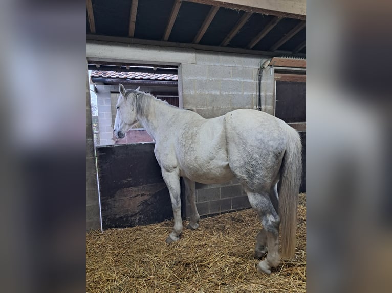 Belgijski koń gorącokrwisty Klacz 14 lat 173 cm Siwa in Bois de Halleux 861  Charneux