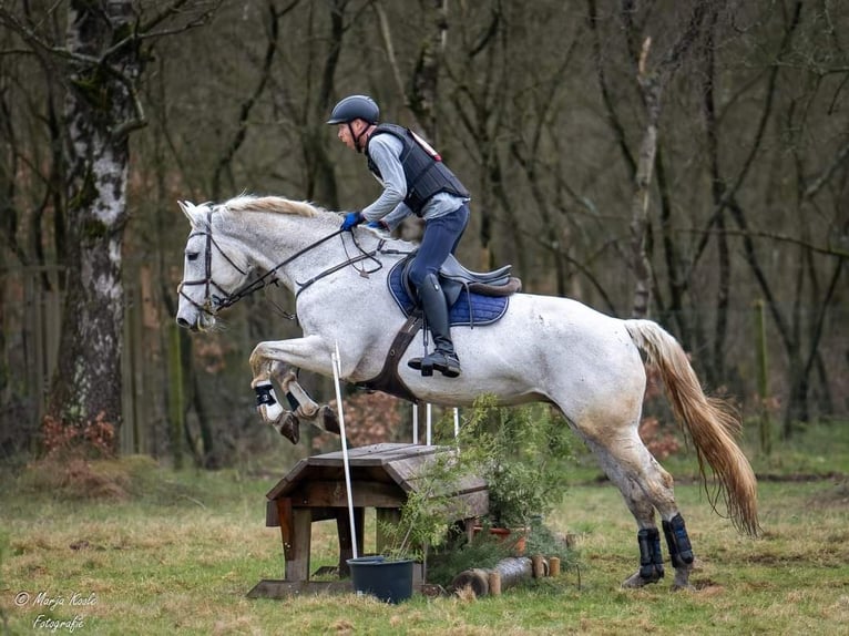 Belgijski koń gorącokrwisty Klacz 14 lat 174 cm Siwa in Wijk en Aalburg