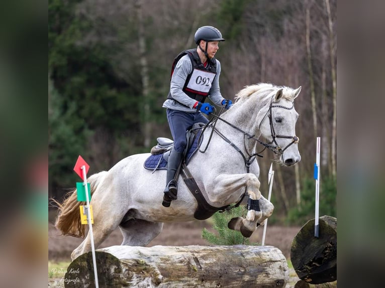 Belgijski koń gorącokrwisty Klacz 14 lat 174 cm Siwa in Wijk en Aalburg