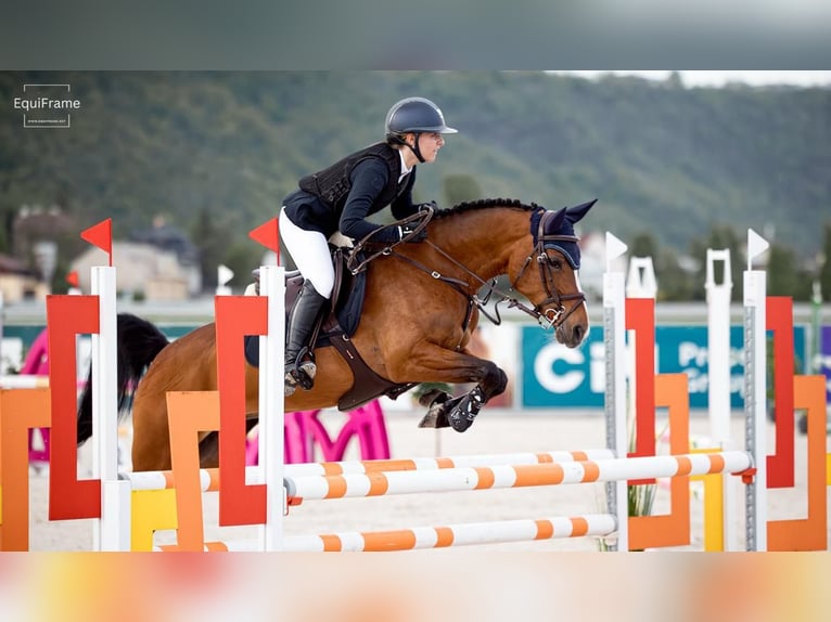 Belgijski koń gorącokrwisty Klacz 15 lat 148 cm Gniada in Prague