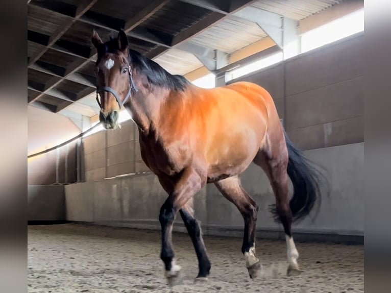 Belgijski koń gorącokrwisty Klacz 15 lat 162 cm Gniada in LierS