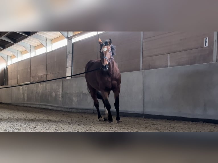 Belgijski koń gorącokrwisty Klacz 15 lat 162 cm Gniada in LierS