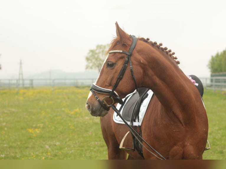 Belgijski koń gorącokrwisty Klacz 15 lat 162 cm Kasztanowata in Amstetten