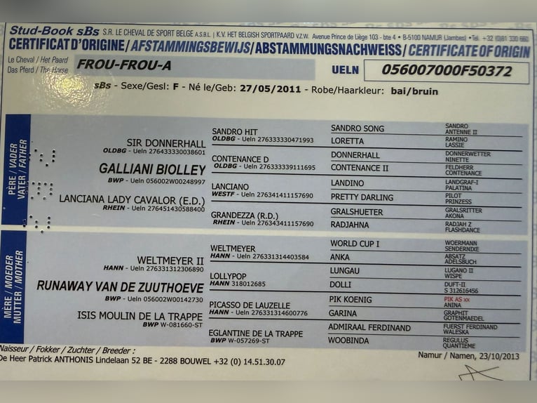 Belgijski koń gorącokrwisty Klacz 15 lat 165 cm Gniada in Heldrungen