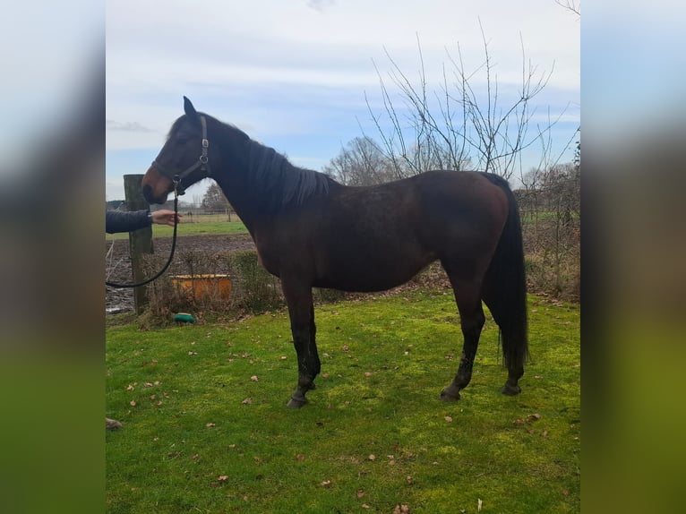Belgijski koń gorącokrwisty Klacz 16 lat 164 cm Ciemnogniada in Lier