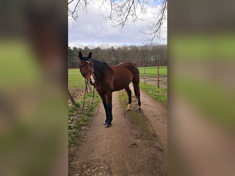 Belgijski koń gorącokrwisty Klacz 16 lat 165 cm Ciemnogniada in Tessenderlo