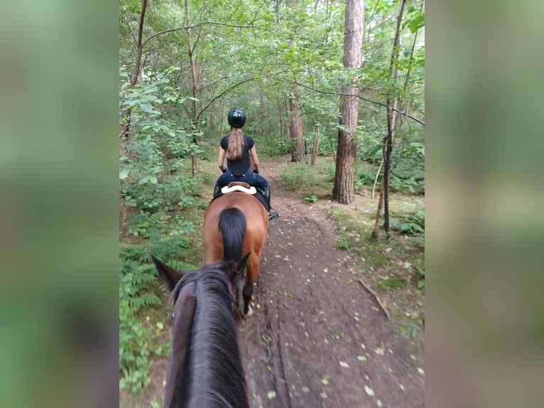 Belgijski koń gorącokrwisty Klacz 16 lat 165 cm Gniada in Tessenderlo