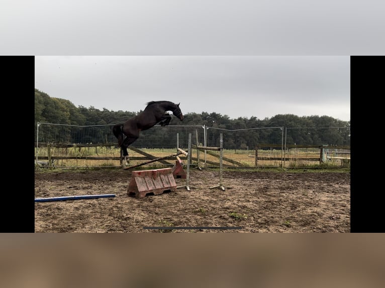 Belgijski koń gorącokrwisty Klacz 16 lat 174 cm in Pulderbos