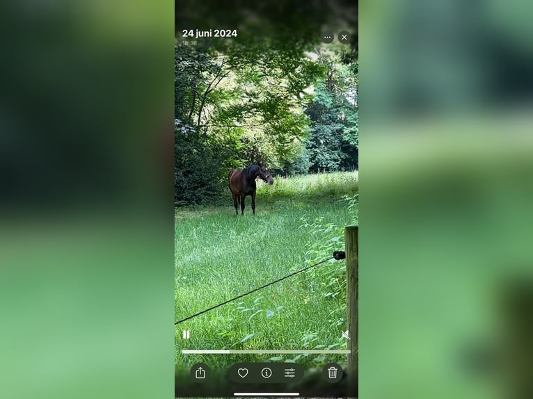 Belgijski koń gorącokrwisty Klacz 16 lat 174 cm in Pulderbos